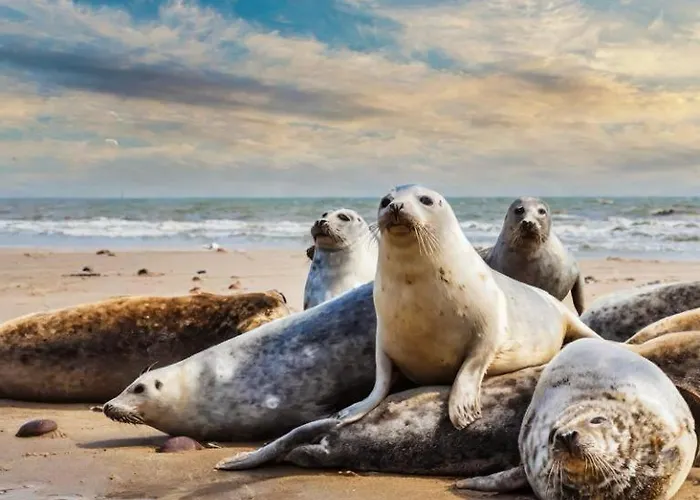 Logies Zen Aan Zee Bed & Breakfast